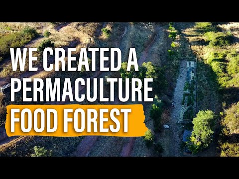 We created a beautiful 250m2 permaculture garden in 60 days!